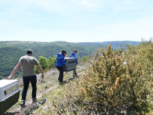 Orlosup odchovaný adoptivním párem z liberecké zoo byl vypuštěn do volné přírody