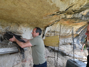 Orlosup odchovaný adoptivním párem z liberecké zoo byl vypuštěn do volné přírody