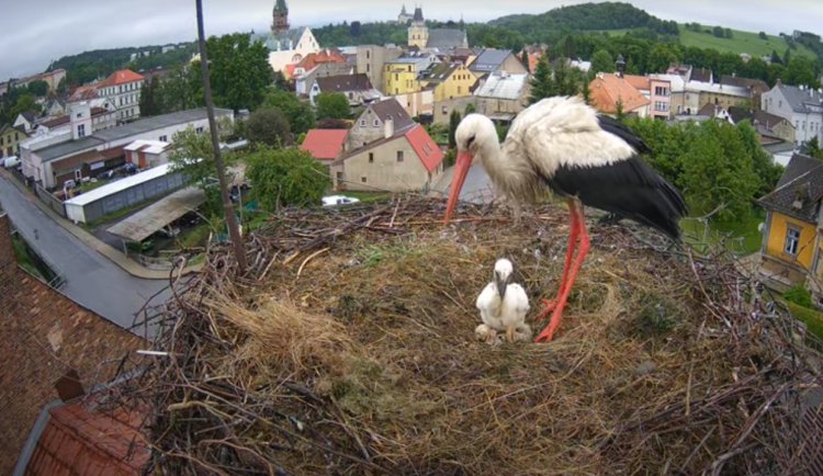 Jedno z čapích mláďat ve Frýdlantě uhynulo. Bylo slabší, zaznělo z radnice