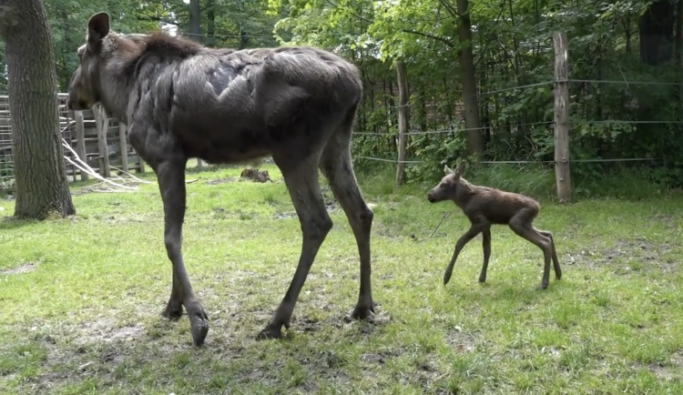 Zoo v Hluboké nad Vltavou truchlí, losí mládě zemřelo jen pár dní po narození