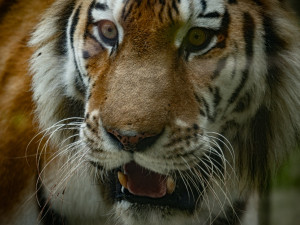 Snad už bude líp. Zabavený tygr měl salmonelu, teď začíná zkoumat venkovní výběh
