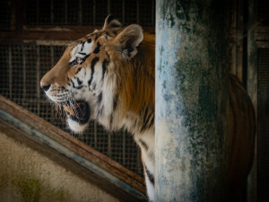 Snad už bude líp. Zabavený tygr měl salmonelu, teď začíná zkoumat venkovní výběh