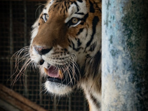 Snad už bude líp. Zabavený tygr měl salmonelu, teď začíná zkoumat venkovní výběh
