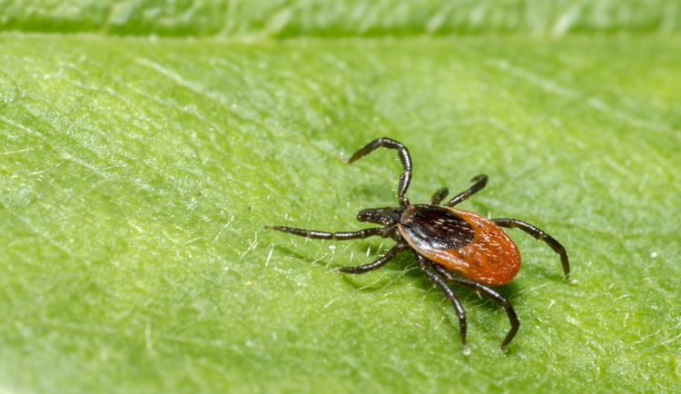 Aktivita klíšťat je vysoká. Lymskou boreliózu letos na Vysočině mělo 83 lidí