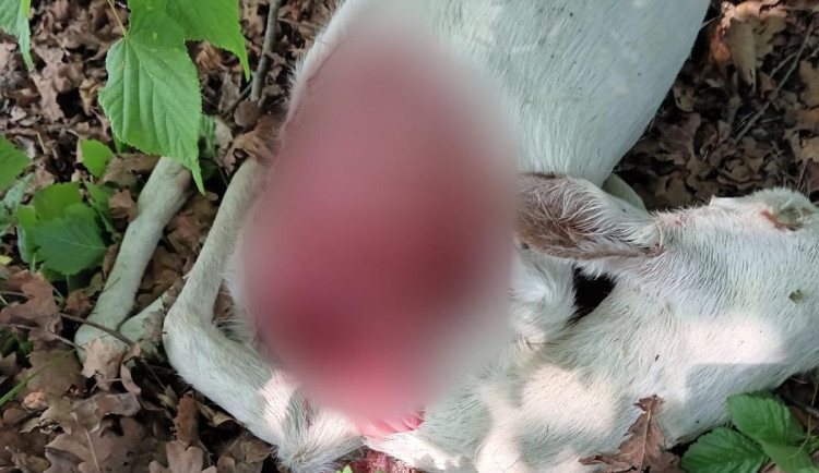 Bílou srnu si v Litvínovicích oblíbili, o víkendu ji zardousil pes. Incident rozpoutal debatu