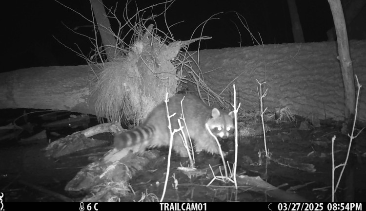 Roztomilý vetřelec. Mýval si podmaňuje jižní Moravu, vědci bijí na poplach