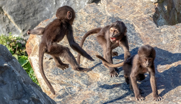 Kam o víkendu na jižní Moravě? Na horalské hry, do zoo nebo na prajd