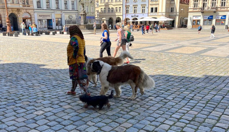 Do Liberce se vrátili Rumuni s bernardýny. Zákaz vystupování se zvířaty v plánu není