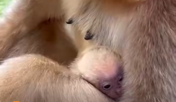 V liberecké zoo se po několika letech narodil kriticky ohrožený gibon