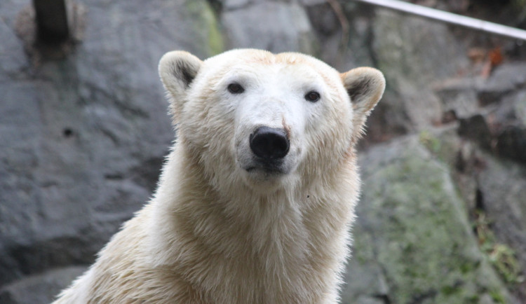 Lední medvědice Cora si v Brně užívá nový domov a těší se na sourozence