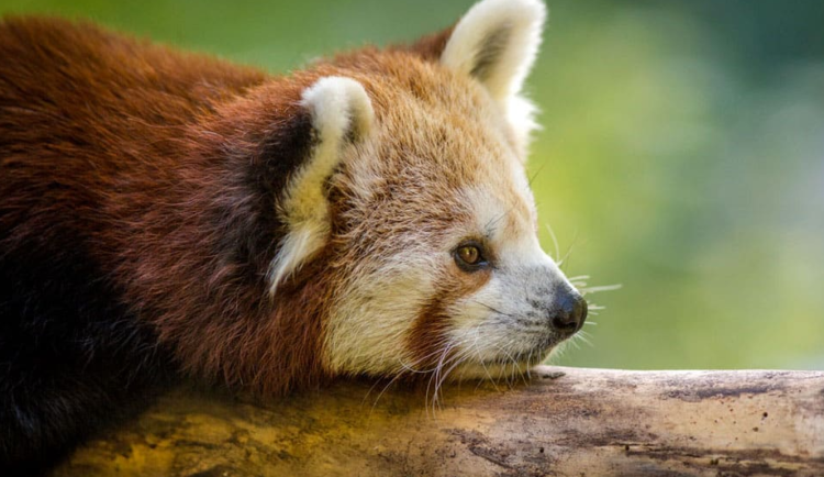 Zoo o prázdninách: Tichá setkání s chovateli i prohlídky u tučňáků nebo pand