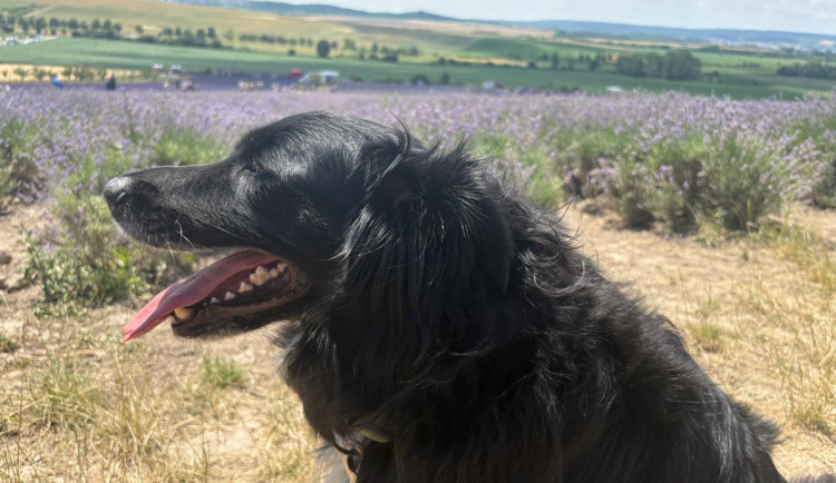 Dva pejskaři z Brna se nepohodli při venčení, vzduchem létaly chlupy i pěsti