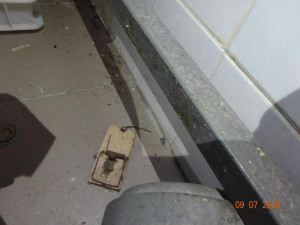 Inspekce uzavřela kvůli hlodavcům a špíně oblíbenou libereckou pizzerii