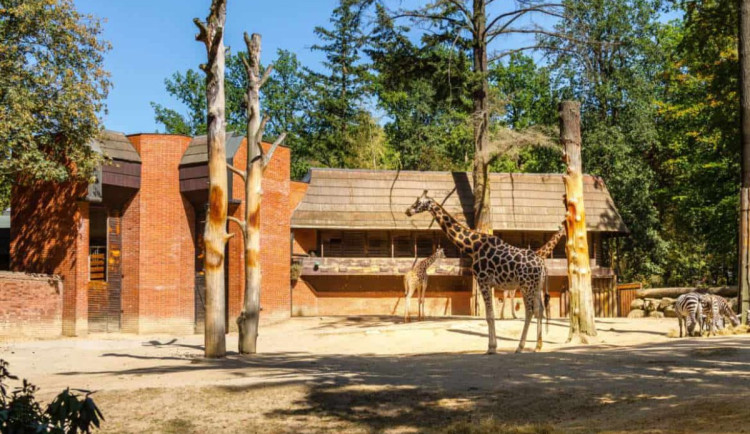 Aktuální podoba žirafince v zoo Liberec.