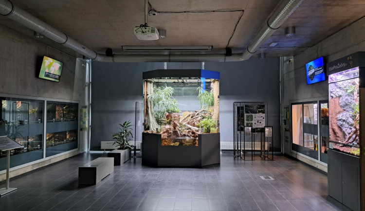 Liberecká zoo chystá novou expozici vzácného a kriticky ohroženého krokodýlovce čínského