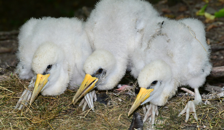 Plameňáci, husy nebo vzácný bažant. Olomoucká zoo je plná ptačích mláďat