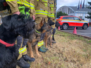 Psi, kteří budou v rámci USAR týmu v Texasu se svými psovody vyhledávat v oblasti zasažené povodněmi pohřešované.