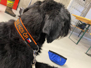 Jeden ze psů, který bude v Texasu pomáhat vyhledávat v oblasti zasažené povodněmi pohřešované.