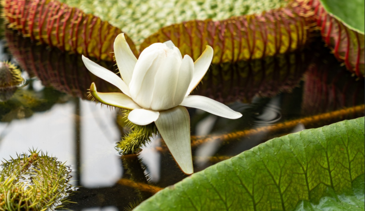 V botanické rozkvétá viktorie královská. Noční květ může být rozvinutý k vidění i ráno
