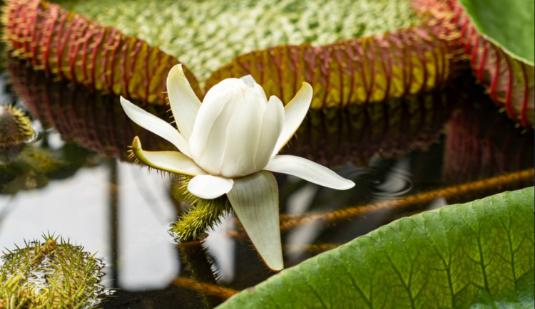 V botanické rozkvétá viktorie královská. Noční květ může být rozvinutý k vidění i ráno