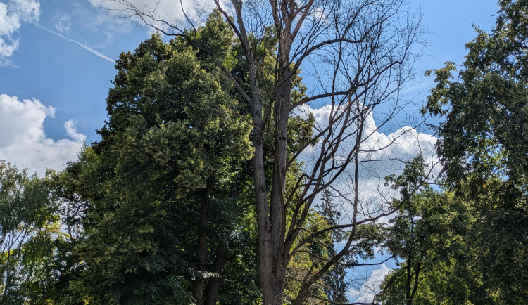 Písek pokácí unikátní jilm v Palackého sadech, zahubil ho podkorní hmyz