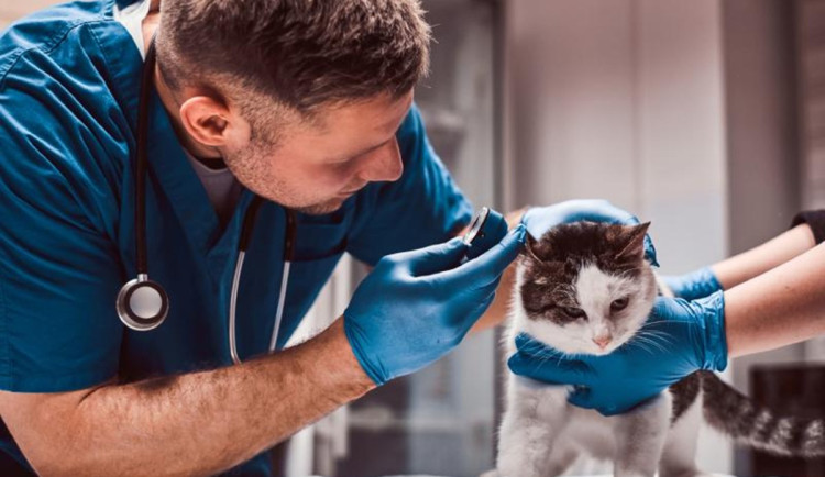 Pro zřízení veterinární pohotovosti uděláme maximum, zní z hejtmanství