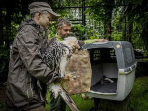 Samice orlosupa bradatého se z Liberce přestěhovala do Španělska. Za novým samcem