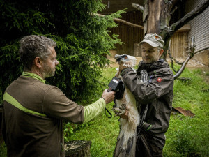 Samice orlosupa bradatého se z Liberce přestěhovala do Španělska. Za novým samcem