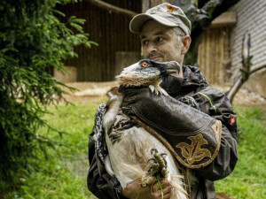 Samice orlosupa bradatého se z Liberce přestěhovala do Španělska. Za novým samcem