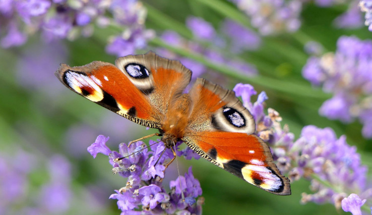 Probíhá druhé sčítání motýlů nazvané Motýlí půlhodinka. Pomůžete přírodě i vědcům