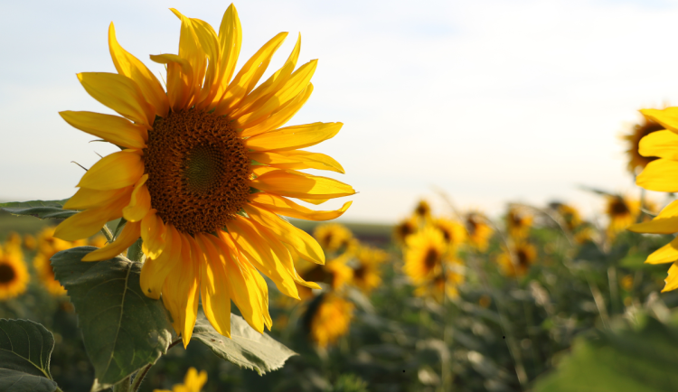 Na víkend se vrátí letní počasí. V Libereckém kraji naměříme až 30 stupňů