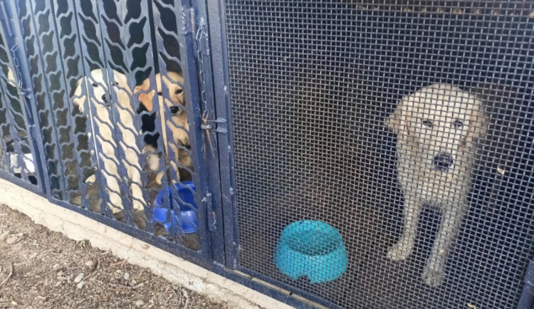 Zápach, štěkot a týrání. Na Brněnsku odebrali chovatelce desítky zlatých retrívrů