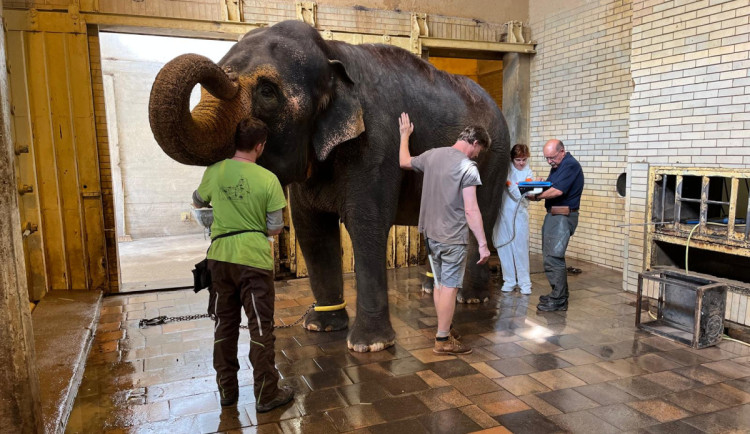 Zoo Liberec navštívil tým expertů v čele s uznávanou veterinářkou slonů. Pomůže s výběrem nového domova pro čtyřicetiletou slonici Balu.  