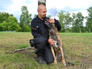 Policejní pes Rooney opět boduje. V Krkonoších našel ztraceného muže s Alzheimerem