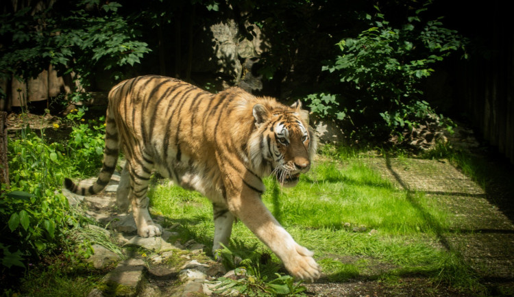 Zabavený tygr najde nový domov v záchranné stanici v Holandsku. Zřejmě už v září