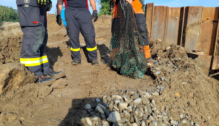 Dva chlupatí dobrodruzi v nesnázích. Hasiči pomáhali beránkovi i bobrovi