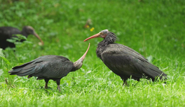Nová mláďata v ostravské zoo. Hejno kriticky ohrožených ibisů se opět rozrostlo