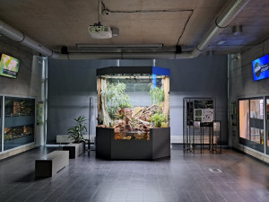 Zoo Liberec začala s chovem vzácného krokodýlovce, nejohroženějšího plaza planety