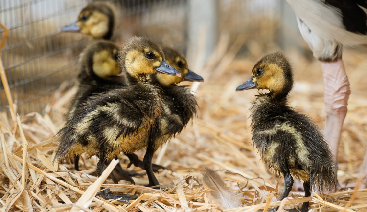 Roztomilost v Safari parku: Mláďata vzácných pižmovek překvapují návštěvníky
