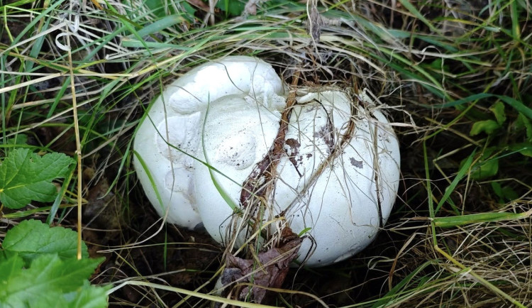 BLOG: Pýchavka obrovská: Jedlý velikán