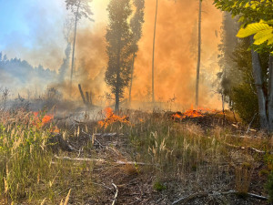 Další lesní požár. Hořelo nedaleko Máchova jezera