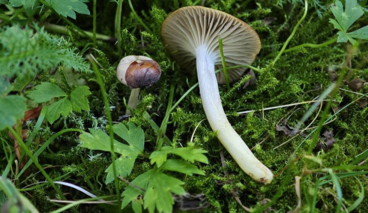 BLOG: Voskovka žlutonohá: Vzácnější nález z městské louky