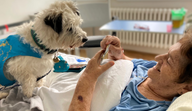 S rozveselením pacientů pomáhá ve strakonické nemocnici pes Fík