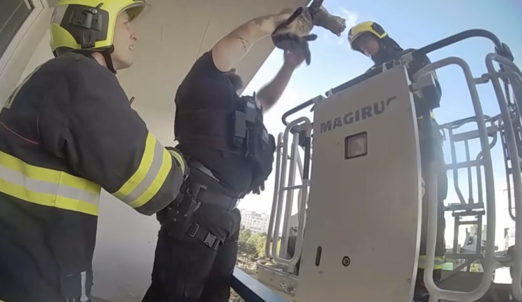 VIDEO: Kočka visela za packu z balkonu paneláku. Zamotala se do sítě