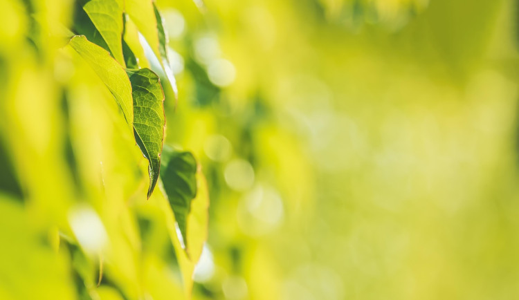 Žena prý otrhávala veřejnou zeleň kvůli drogám. Žádné v těle neměla