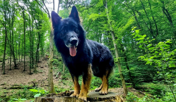 Báli se o jeho život. Pohřešovaného muže vypátral policejní pes Zoran