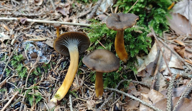BLOG: Liška nálevkovitá, podceňovaná houba, která by neměla chybět ve vašem košíku
