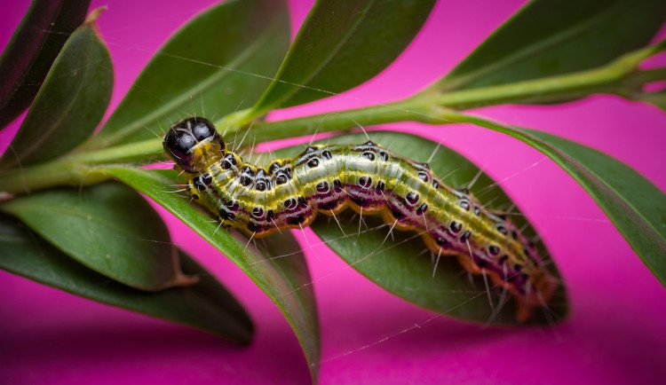 Na hřbitově v Jablonném se objevily žravé housenky. Hrozí jejich rozšíření do okolí