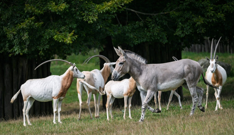 Osel somálský po vypuštění v Safari parku Dvůr Králové
