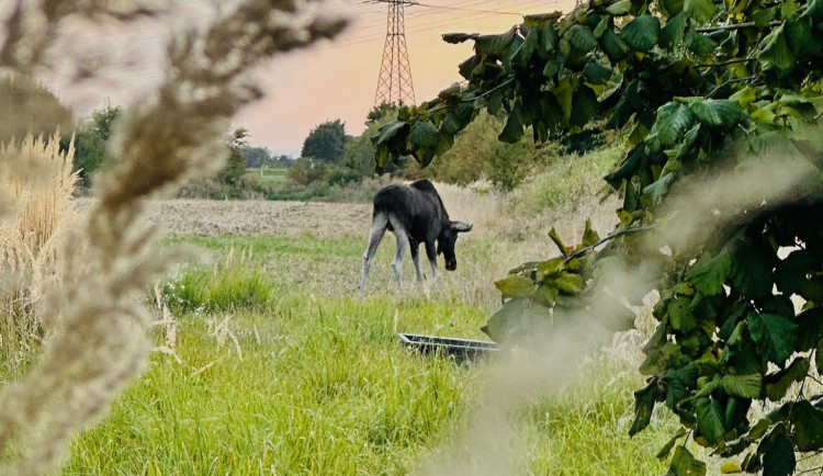 Emilovi v Rakousku asistovali hasiči, prý kulhá. Lidé mají o losa obavy